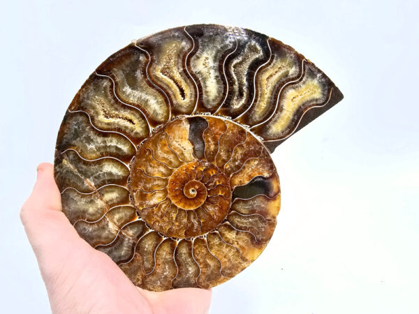 Ammonite Fossil large