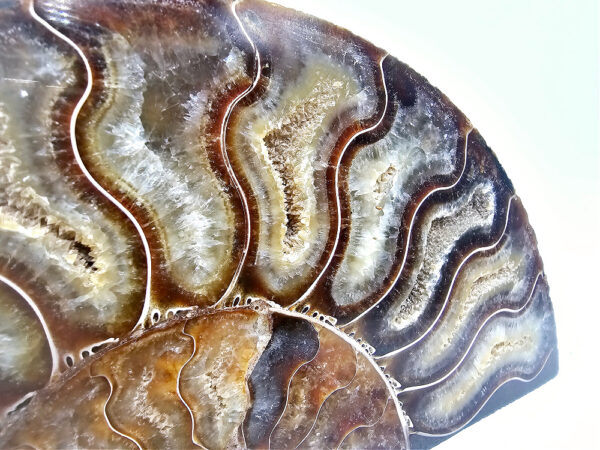 Ammonite Fossil XL A (500g) - Image 2