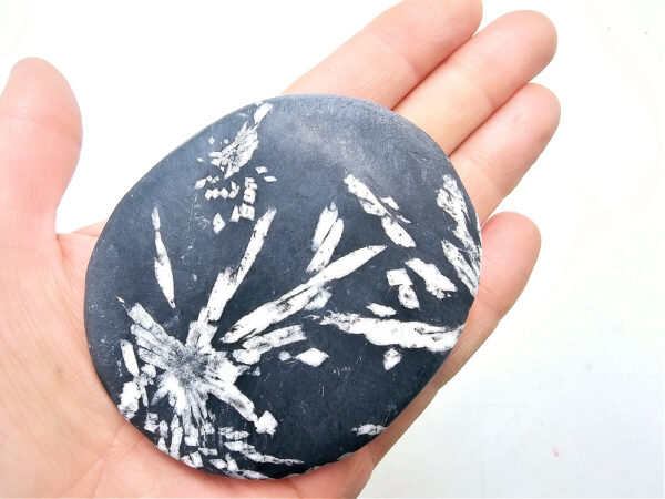 Chrysanthemum Fossil Stone