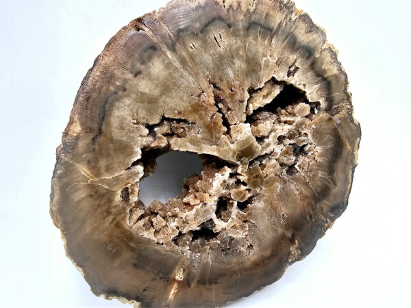 Petrified Wood Log A (1kg) - Image 3