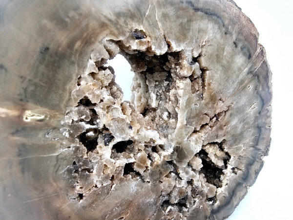 Petrified Wood Log A (1kg) - Image 2