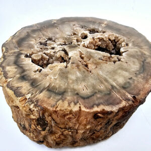Petrified Wood Log A (1kg)