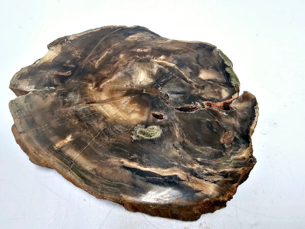 Petrified Wood Slice A (292g) - Image 2