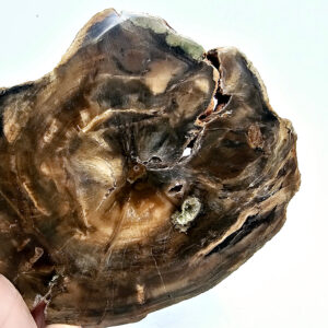 Petrified Wood Slice A (292g)