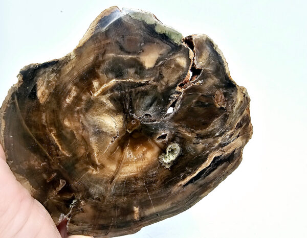 Petrified Wood Slice