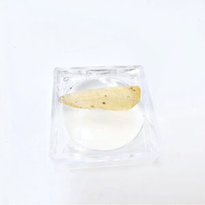 Libyan Desert Glass