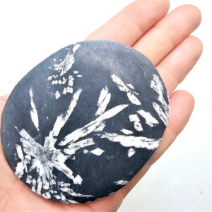 Chrysanthemum Fossil Stone A (140g)
