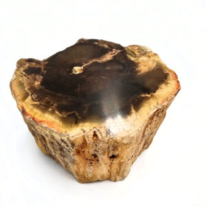 Petrified Wood Log Semi Polished D (612g)