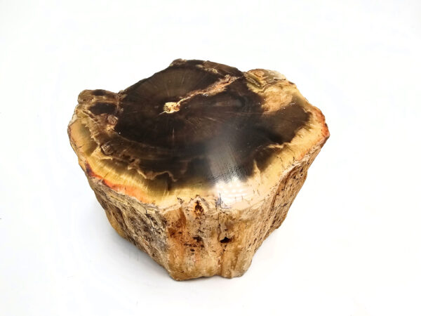 Petrified Wood Log Semi Polished D (612g)