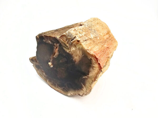 Petrified Wood Log Semi Polished D (612g) - Image 2