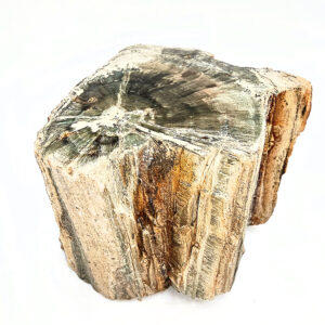 Petrified Wood Log Semi Polished