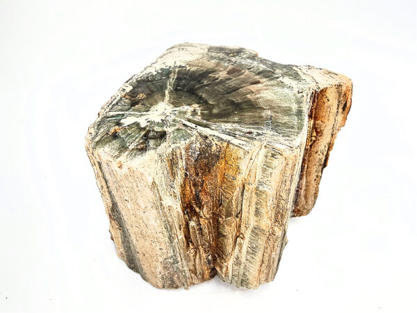 Petrified Wood Log Semi Polished