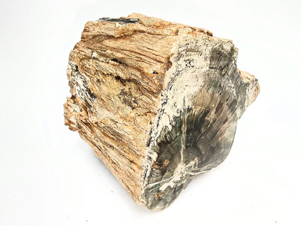 Petrified Wood Log Semi Polished A (640g) - Image 2