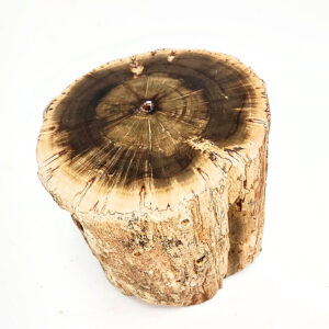 Petrified Wood Log Semi Polished