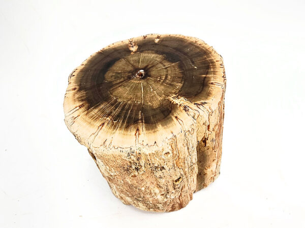 Petrified Wood Log Semi Polished