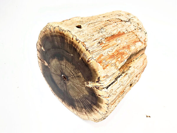 Petrified Wood Log Semi Polished B (730g) - Image 2