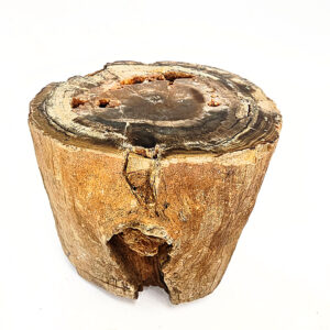 Petrified Wood Log Semi Polished