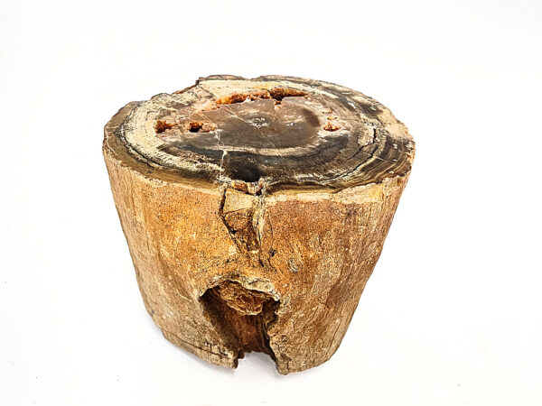 Petrified Wood Log Semi Polished