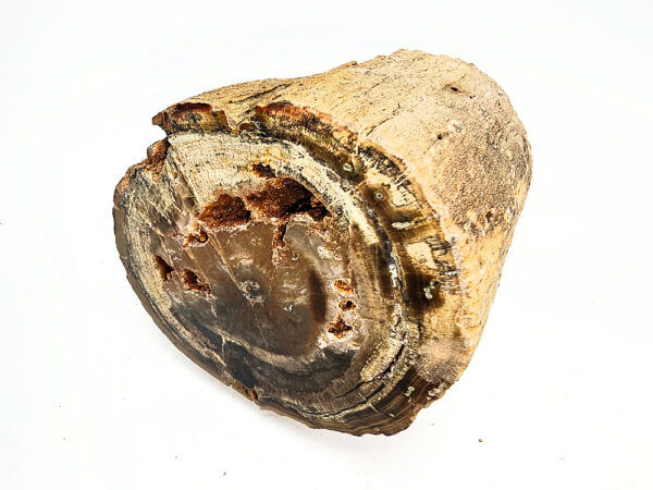 Petrified Wood Log Semi Polished C (742g) - Image 2