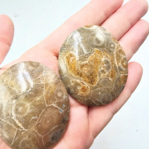 Agatized Coral Palm Stone (5-6cm)