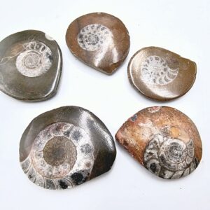 Ammonite Fossil Polished Round (3-4cm)