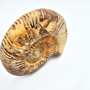 Ammonite Whole Polished Brown (192g)
