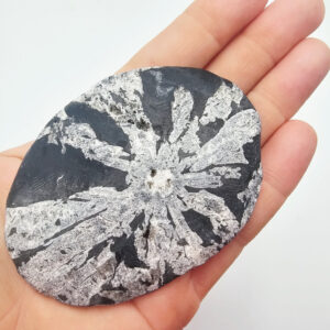 Chrysanthemum Fossil Stone