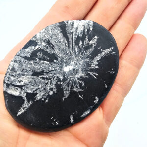 Chrysanthemum Fossil Stone A (76g)