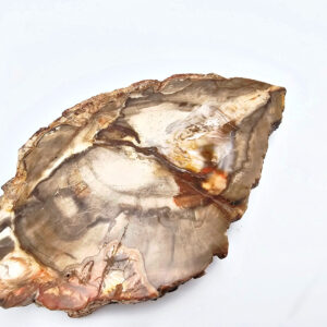 Petrified Wood Slice