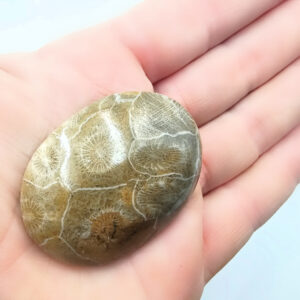 Agatized Coral Palm Stone (5-6cm)