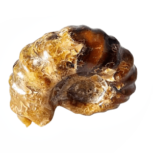 Tractor Ammonite Fossil A (84g)