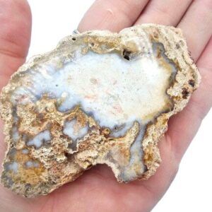 Petrified Wood Slice C (94g)
