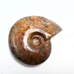 Ammonite Polished Whole Brown A (140g)