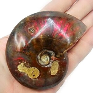 Ammonite Polished