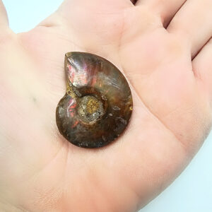 Ammonite Polished Whole Brown C (16g)