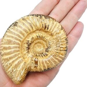 Ammonite Whole Polished Tan (136g)