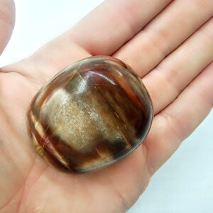 Petrified Wood Palm Stone B (90g)