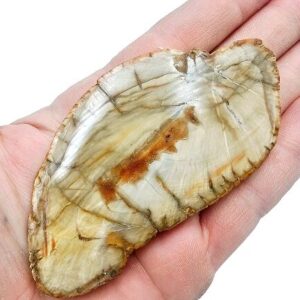 Petrified Wood Slice