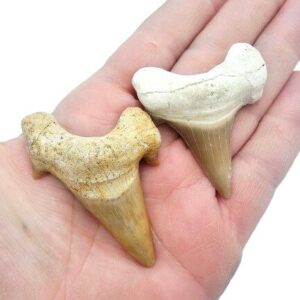 Shark Tooth Fossil (5-6cm)