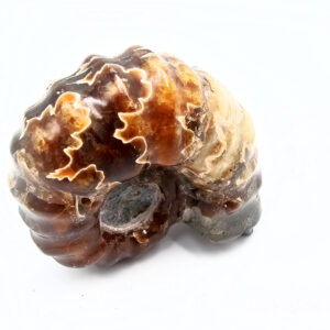 Tractor Ammonite Fossil A (68g)