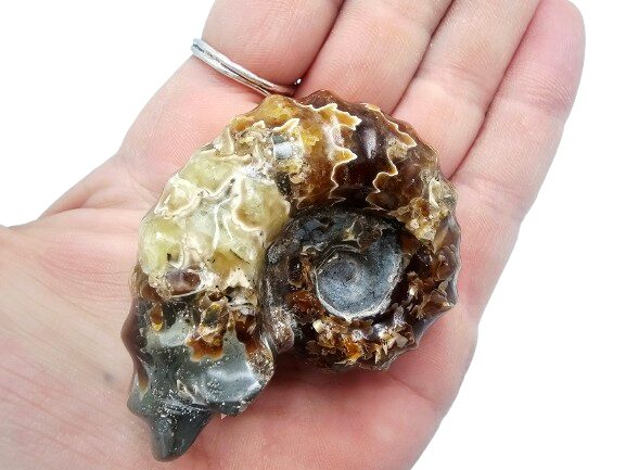 Tractor Ammonite Fossil A (68g) Tractor Ammonite Fossil A (68g) - Image 2