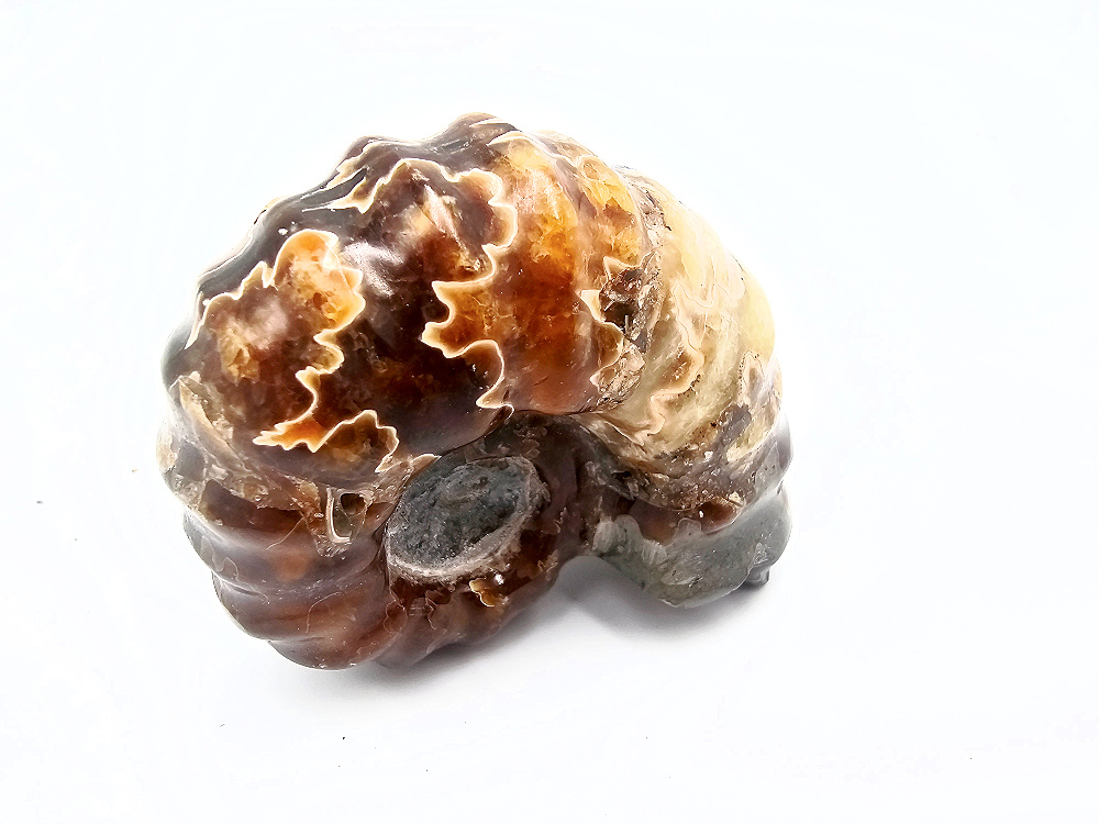 Tractor Ammonite Fossil A (68g) Tractor Ammonite Fossil A (68g)