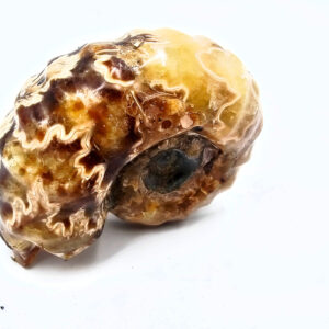 Tractor Ammonite Fossil B (86g)