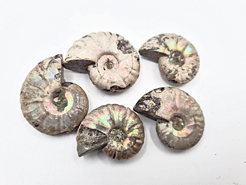 Mini Ammonite Opalized Rough Fossil (Approx 3cm) Mini Ammonite Opalized Rough Fossil (Approx 3cm)