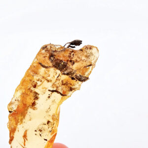 Natural Honey Amber Specimen D (5.5g) Exposed Plants
