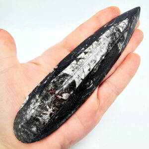 Hello Indigo Halo Online Store Orthoceros Fossil Point A (120g)