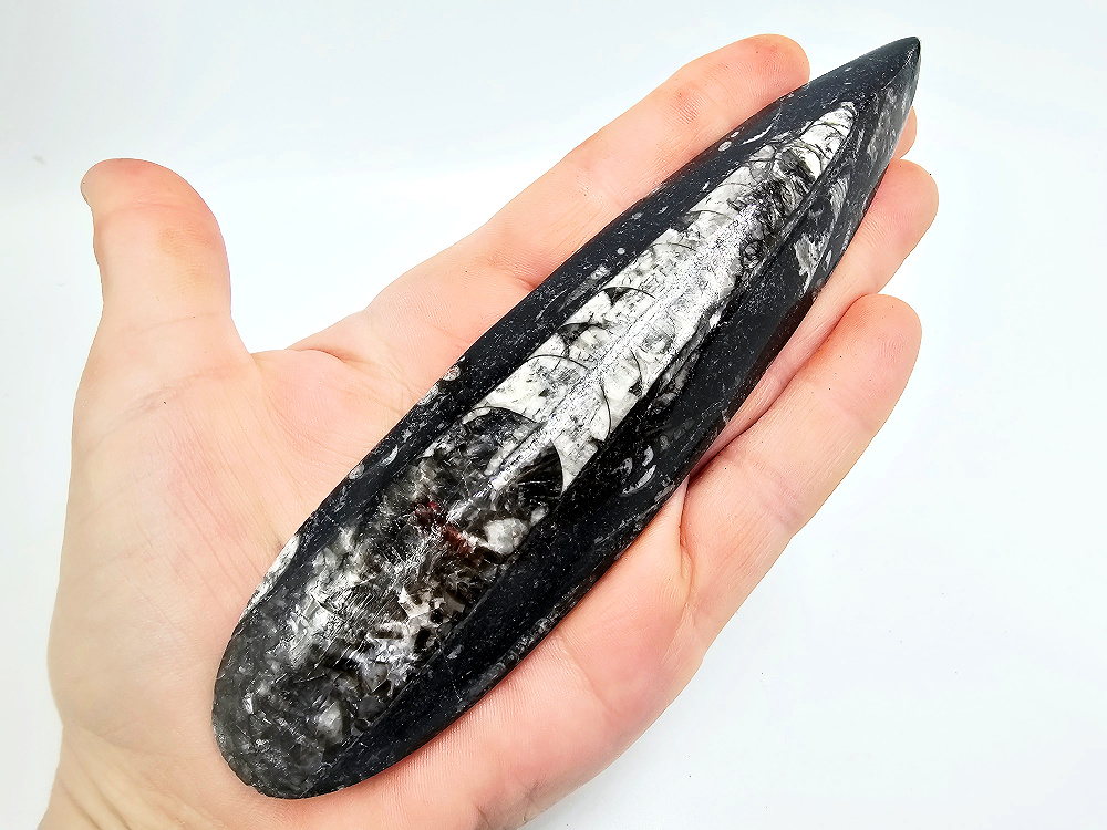 Orthoceros Fossil Point A (120g) Orthoceros Fossil Point A (120g)