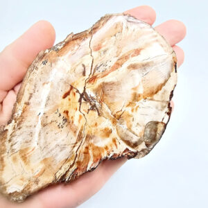 Petrified Wood Slice B (166g)