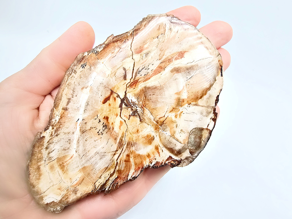Petrified Wood Slice B (166g) Petrified Wood Slice B (166g)