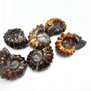 Tractor Ammonite Fossil